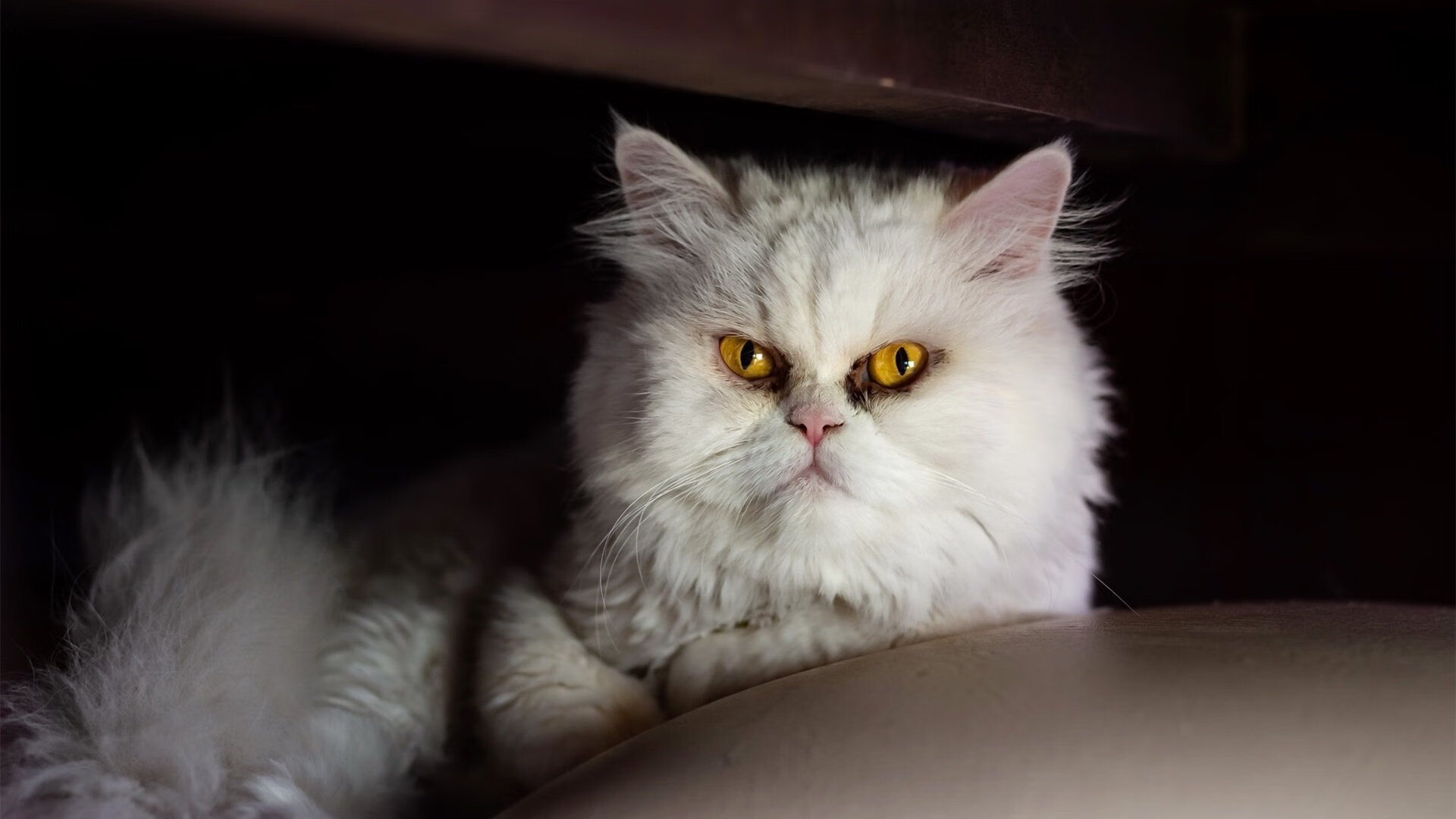 日本铁幕，当叹息之墙阿什拉夫让牙买加闪电黯然失色