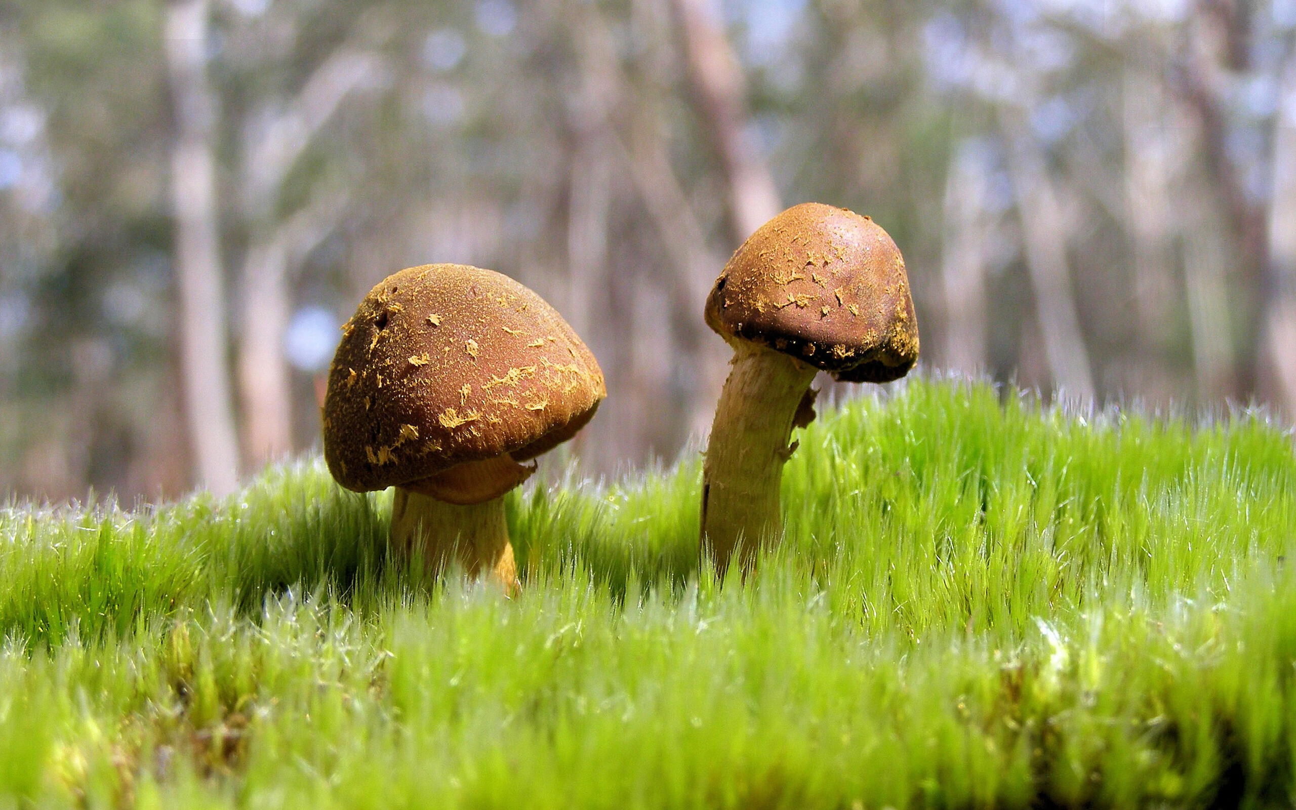 生死战中的英雄，坎特爆发助塞内加尔力克雷恩