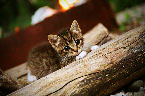 铁血与艺术的交响,当伊朗锁链碰撞桑巴利刃