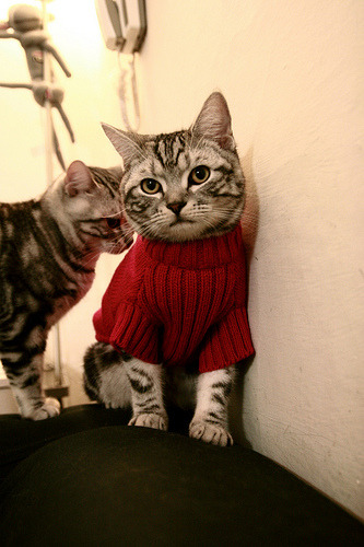 极速弯道与禁区之王,两种统治力的震撼交响