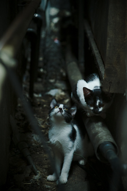 极速弯道与禁区之王,两种统治力的震撼交响