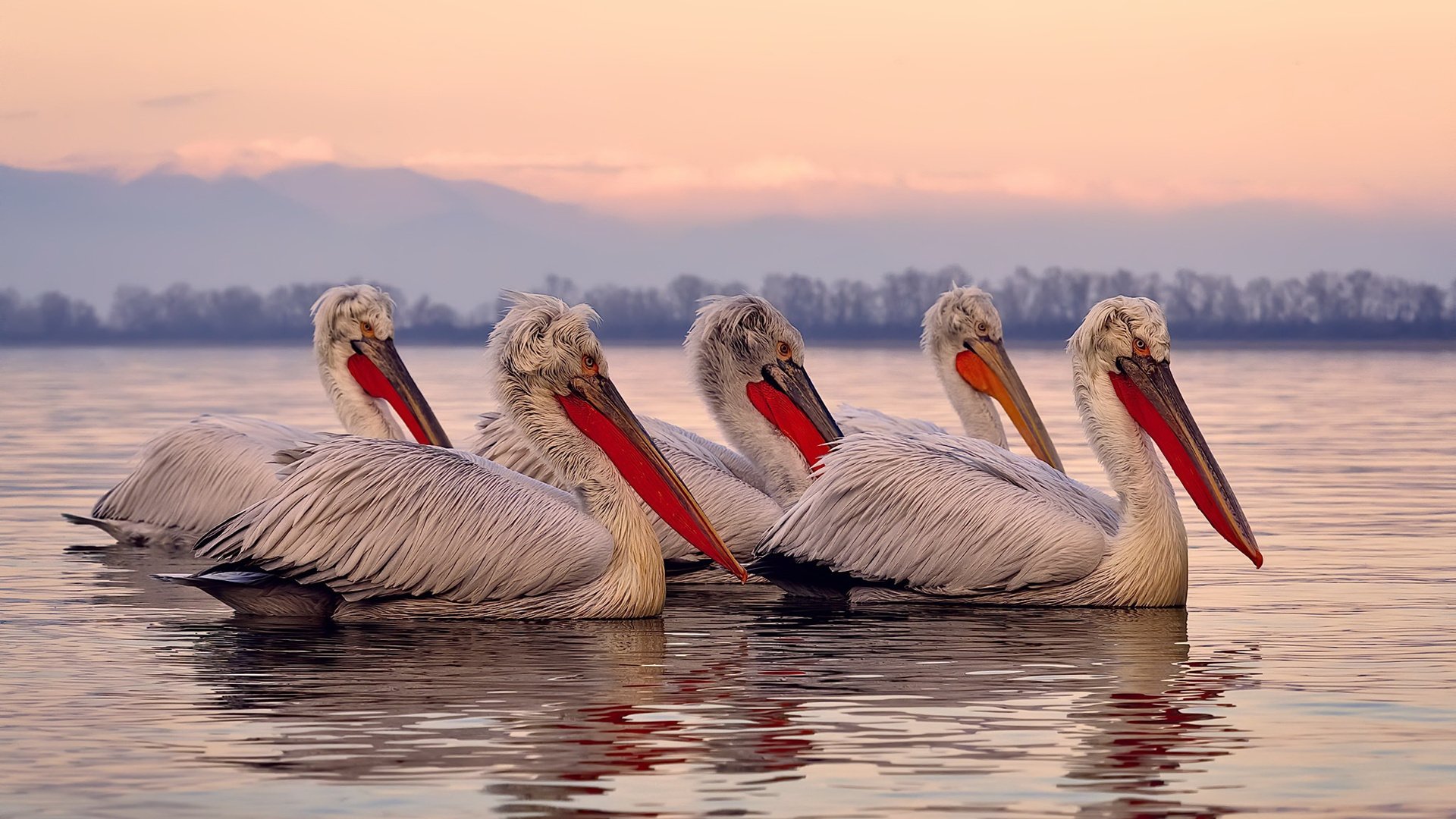 从替补席杀出的孤勇者，马克西如何扛起残缺的独行侠力克骑士