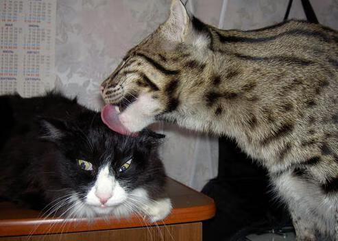 个人光芒与集体火焰，哈弗茨的爆发与加纳的火力压制