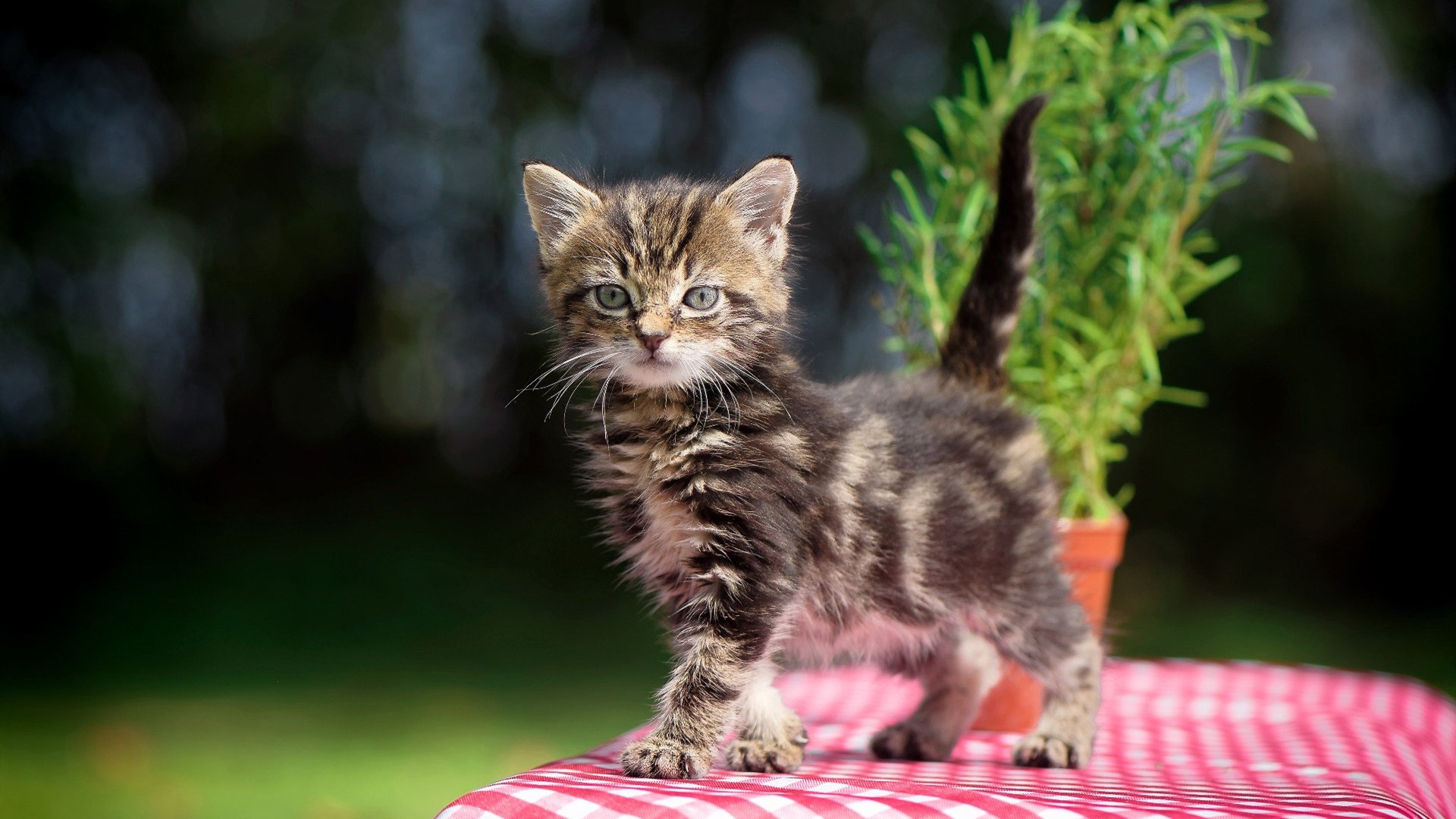 欧冠淘汰赛惊现防守传奇，塞内加尔铁闸锁死沙特攻势