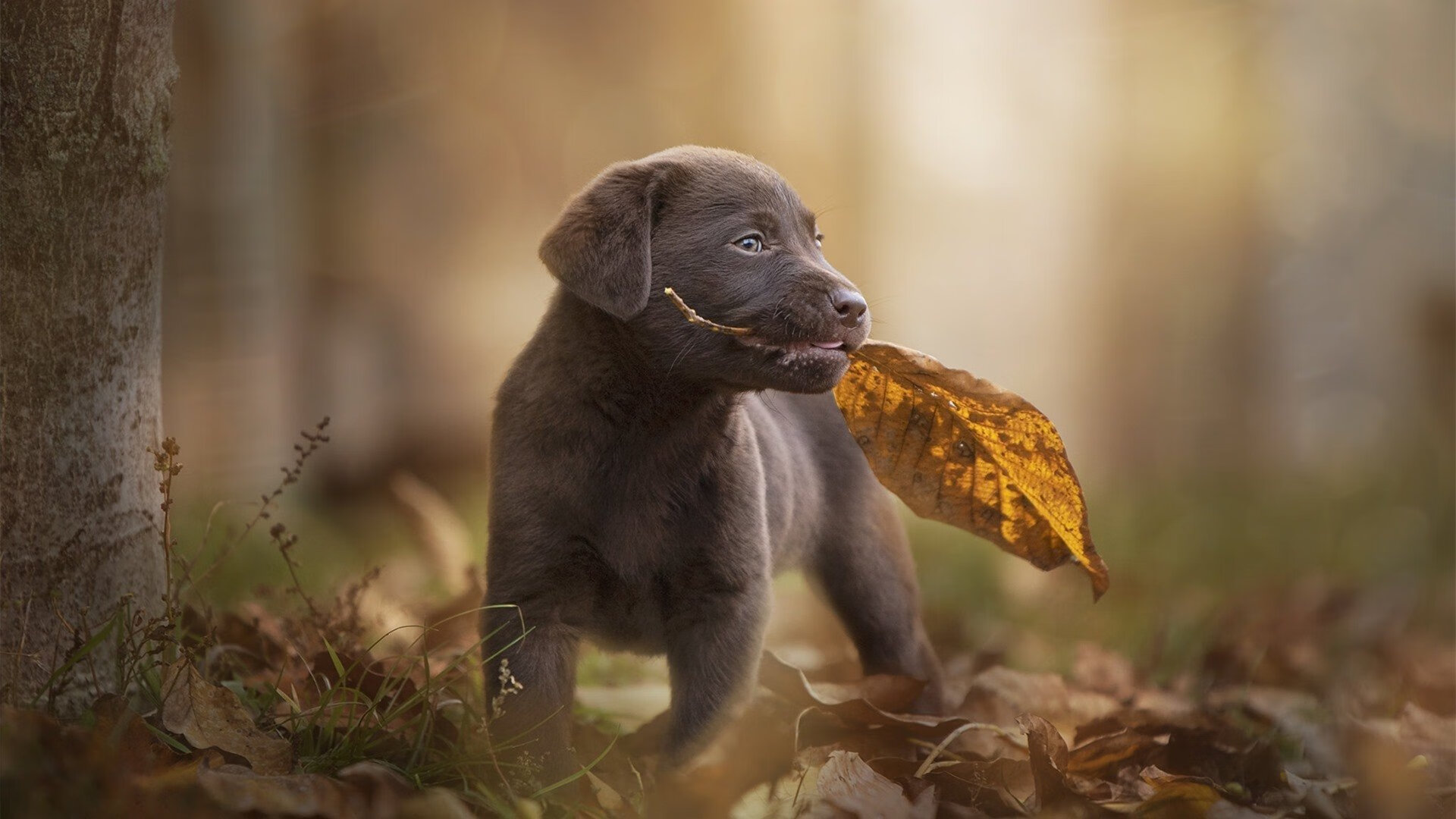 少年擎旗，当加维与哥斯达黎加共同奏响逆袭的狂想曲