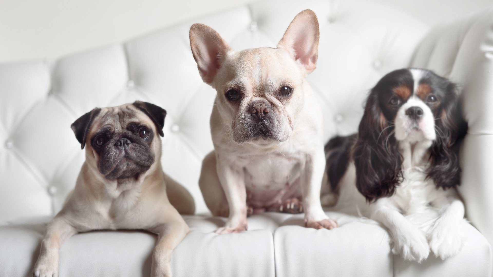 跨洲双雄记，当猛龙收割鹈鹕，欧文式接管在意甲点燃绿茵