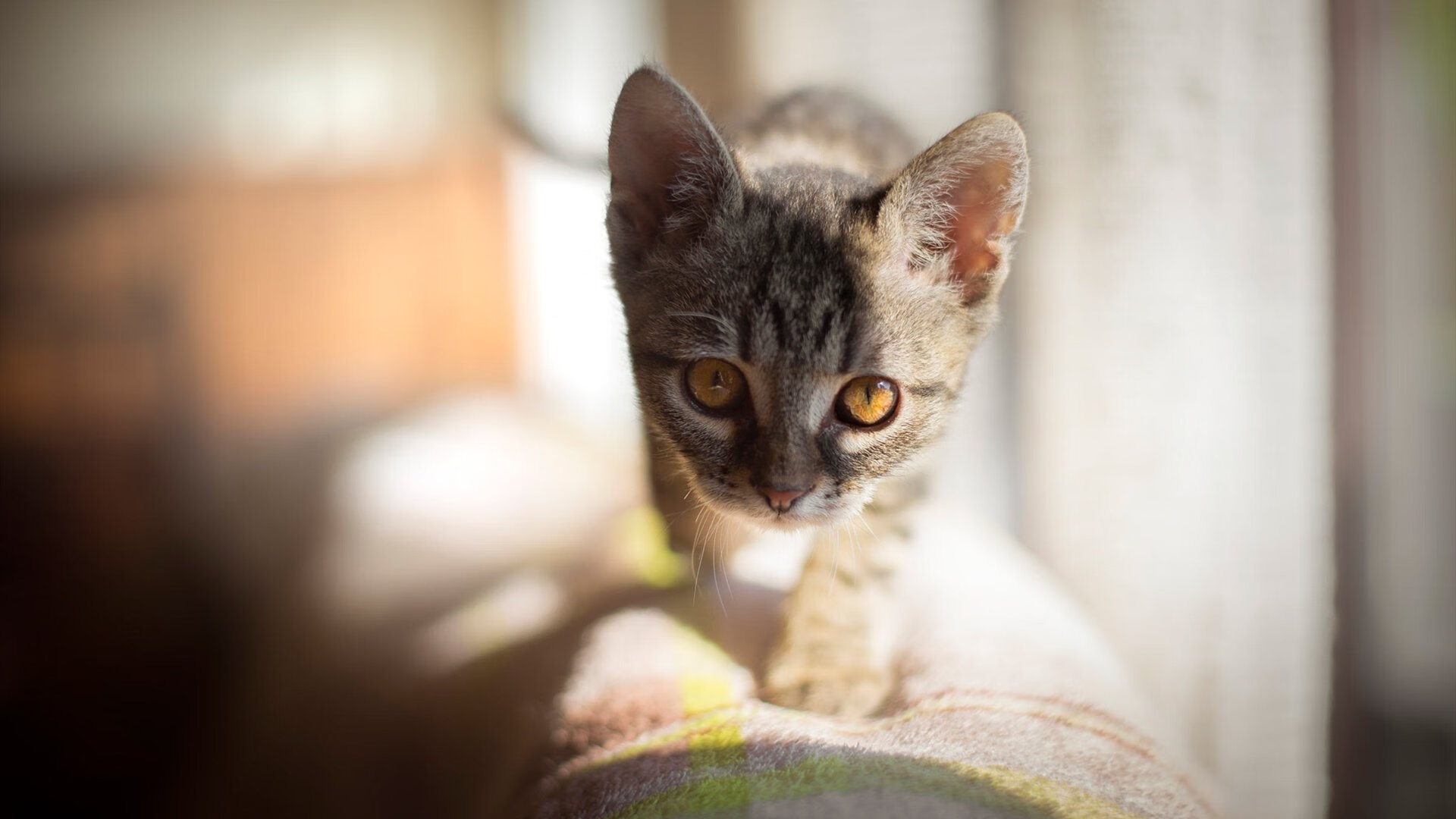 2026世界杯之夜,卢卡库惊艳四座