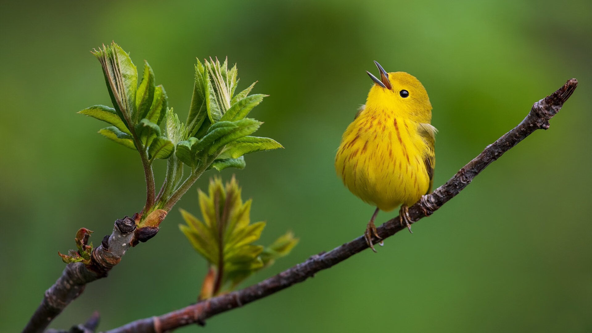 夜幕下的绿茵传奇,福克斯一剑封喉,美加墨世界杯今夜无眠