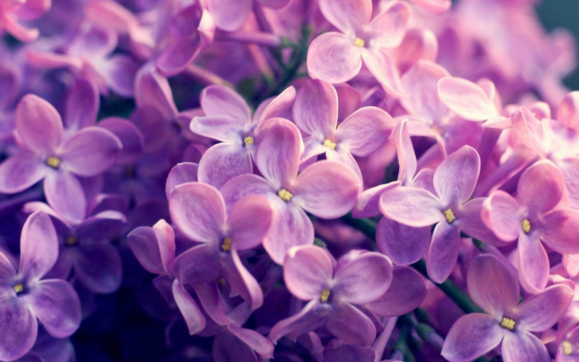 轰下绝世数据!文班亚马率马刺力克西部豪强掘金