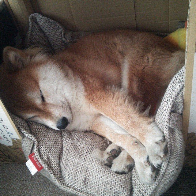 破壁之夜，当锡安成为篮球场上无解的绝对命题