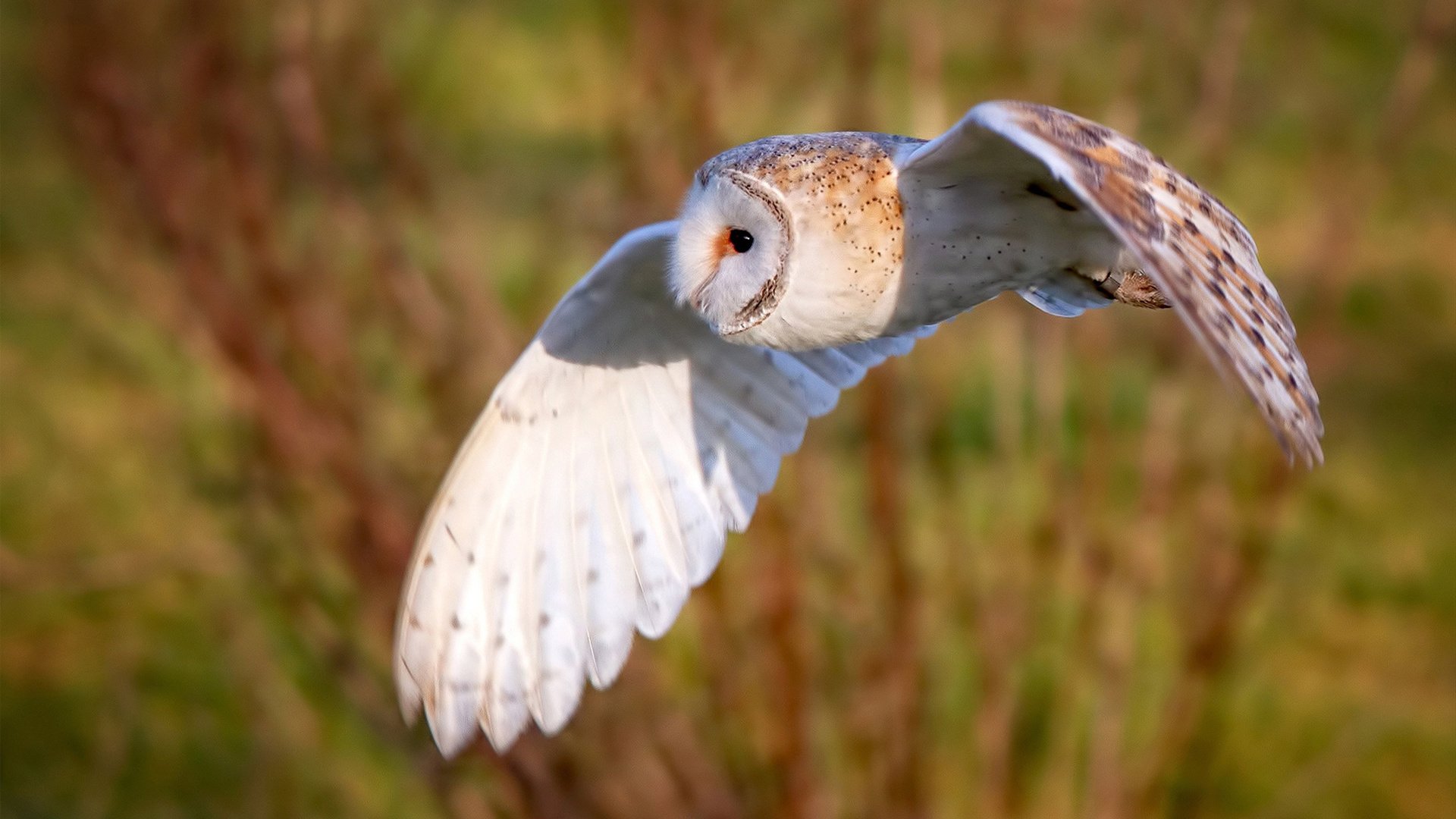 引擎轰鸣下的绿衫军，当篮球场化作F1赛道，塔图姆如何进站统治比赛？
