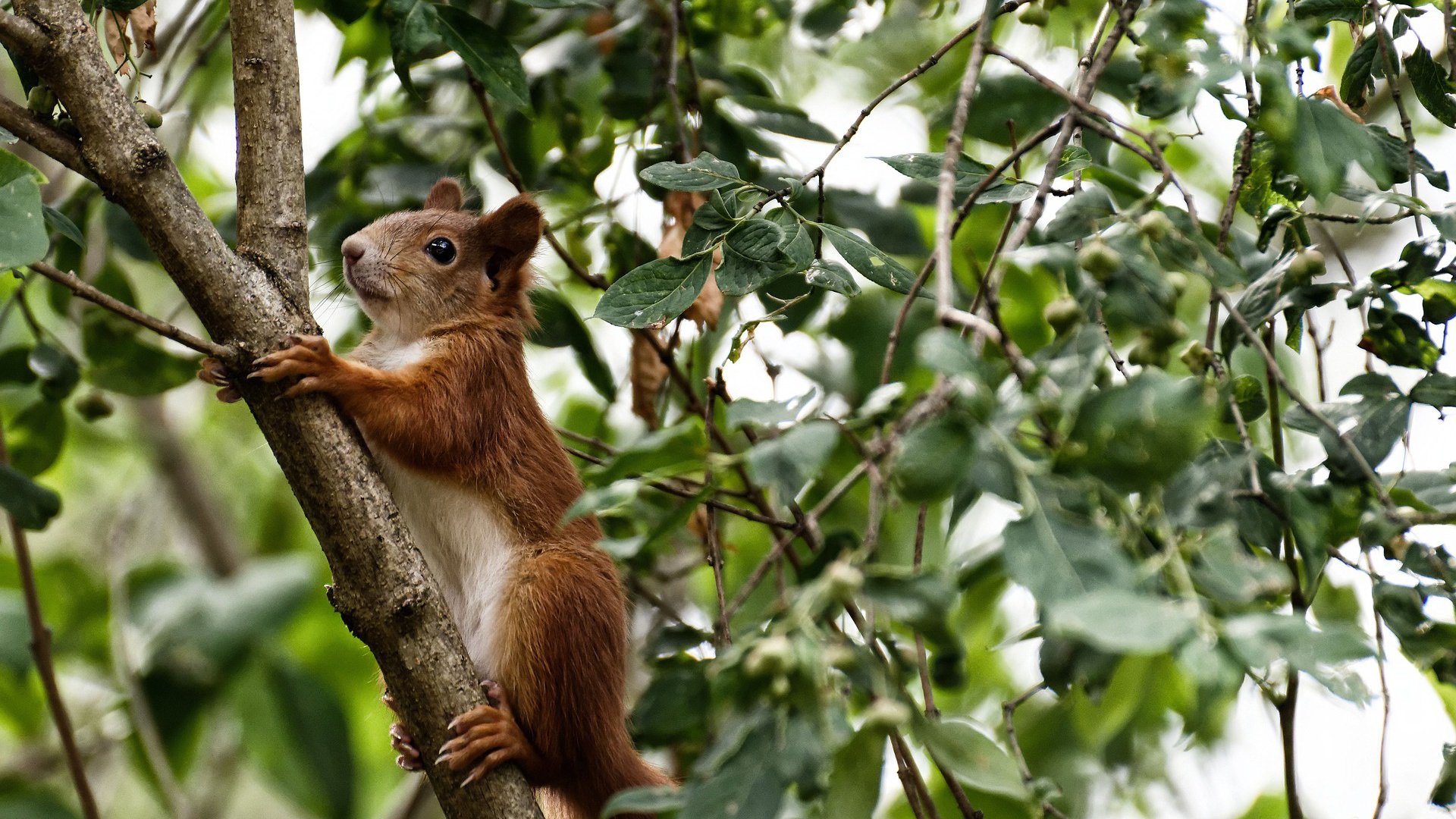 哈利伯顿神级掌控,火箭力克雷霆强势晋级