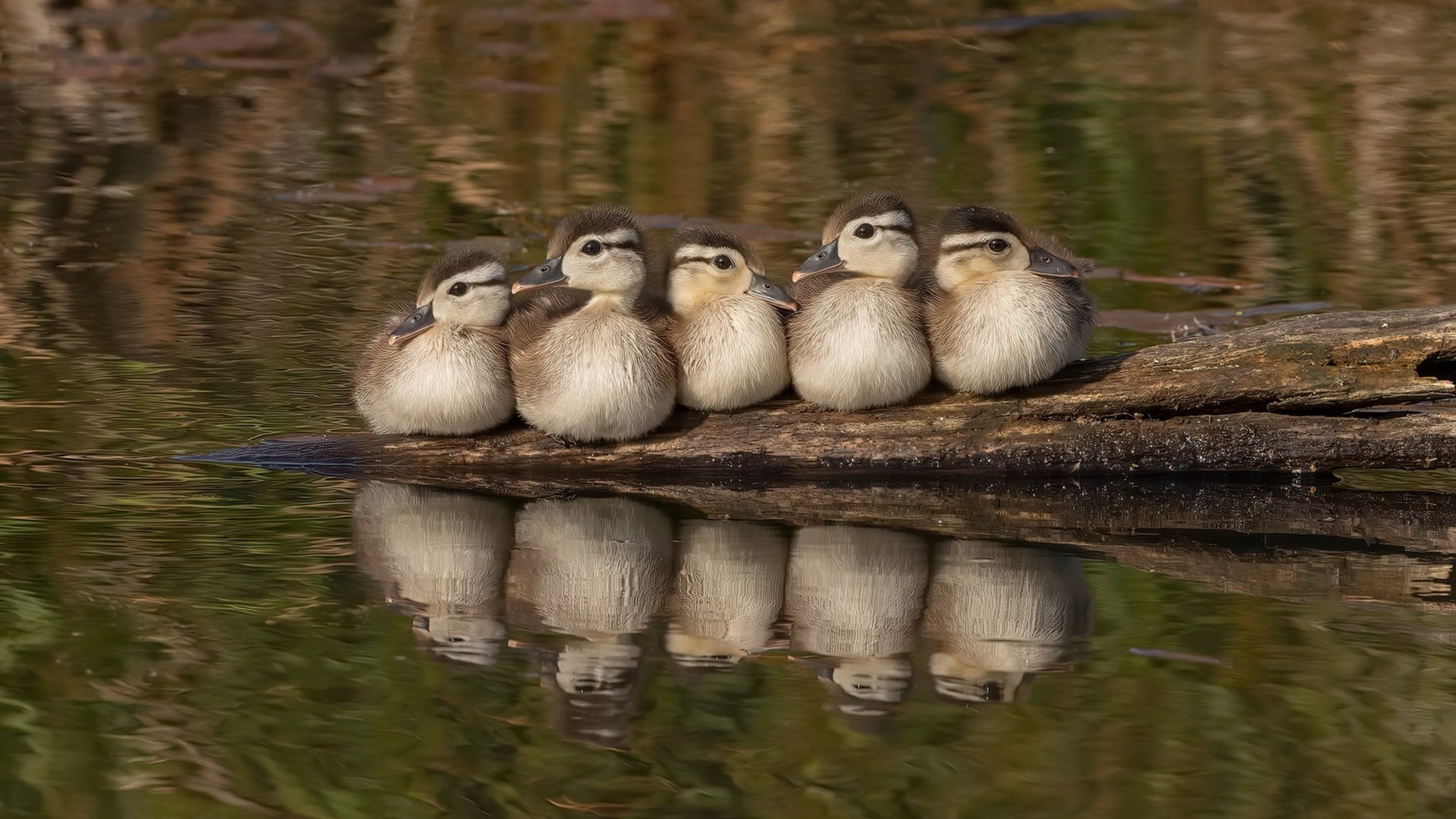 F1街道赛之夜,米切尔持续制造杀伤的赛道狂想曲