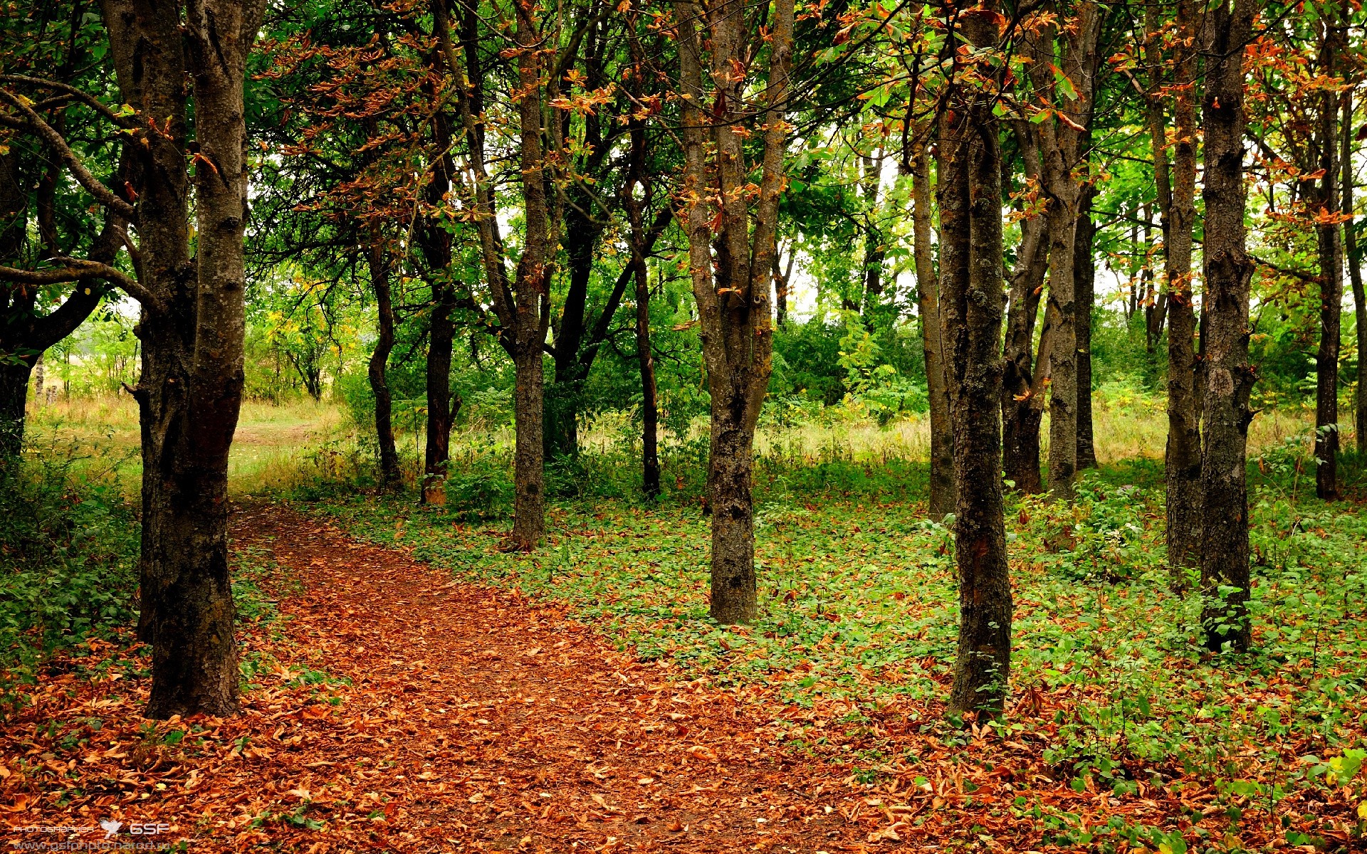 阿德托昆博，欧冠半决赛之夜的希腊神明