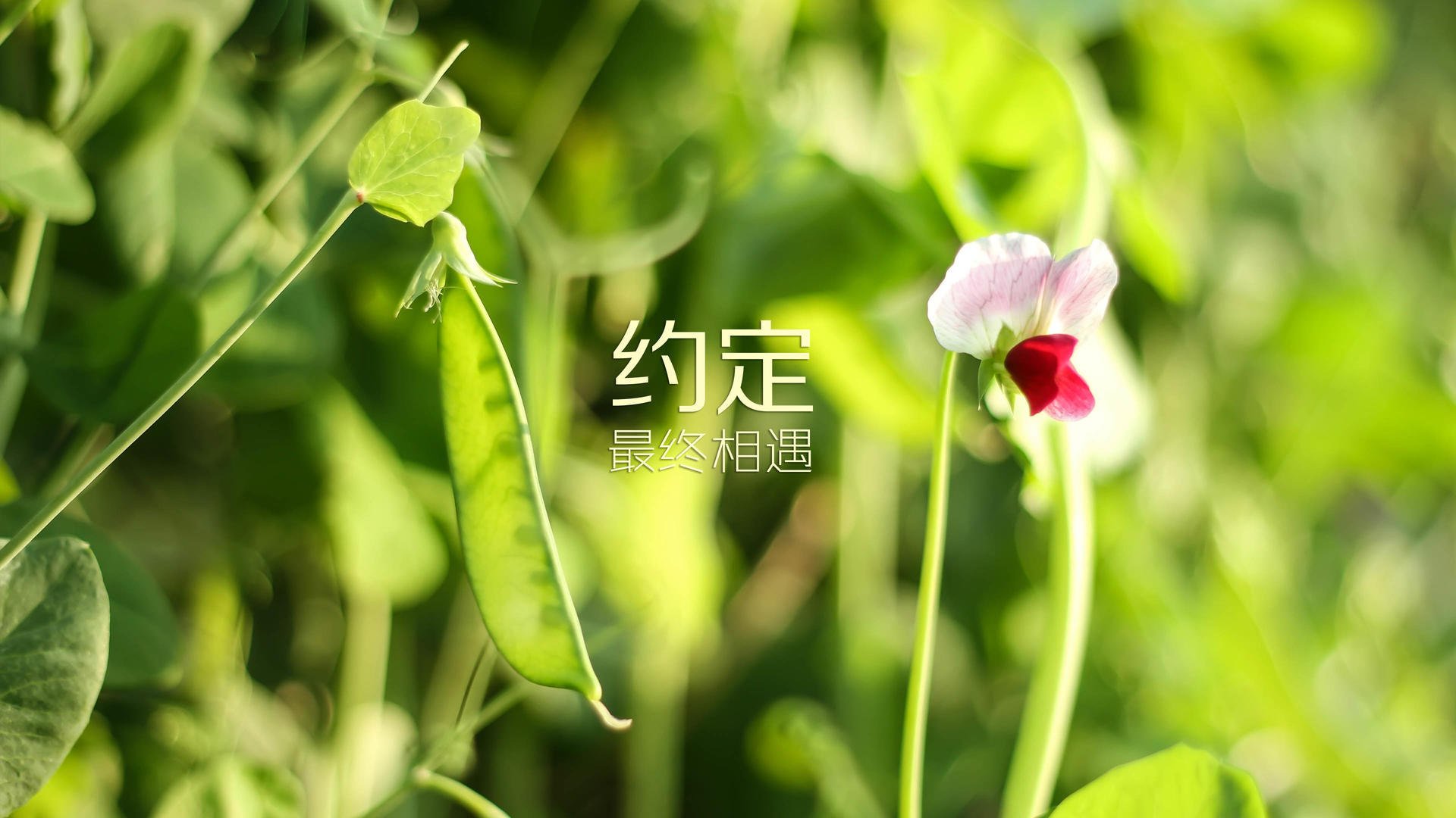 桑巴风暴席卷多哈,巴西横扫卡塔尔,久保建英独木难支闪耀全场