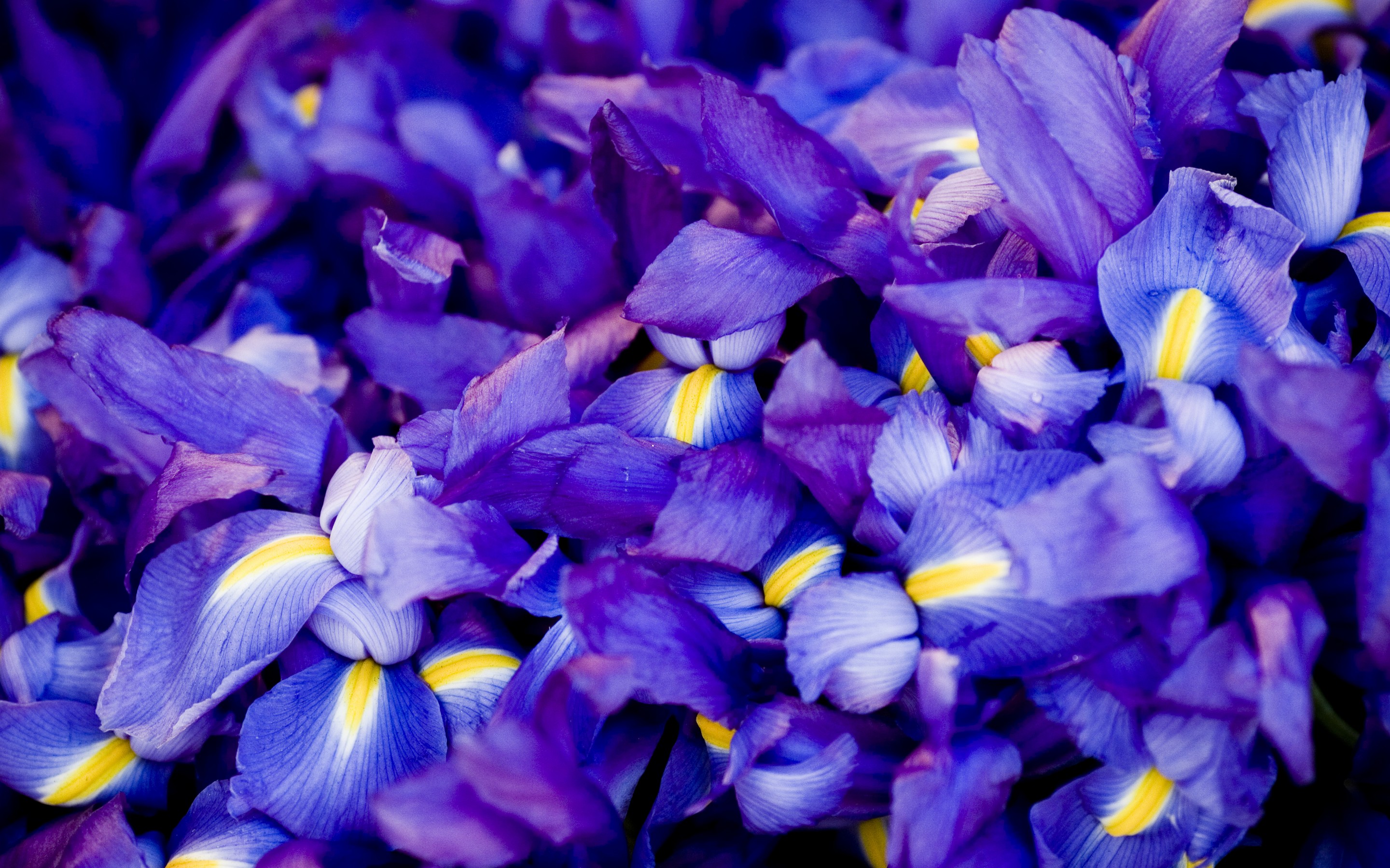 波斯铁骑横扫匈牙利，苏亚雷斯绝地反击—2026世界杯C组上演惊天逆转之夜